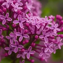 Heirloom Periwinkle Lilac Seeds: Fragrant Purple Blooms - 25 Seeds - $13.95