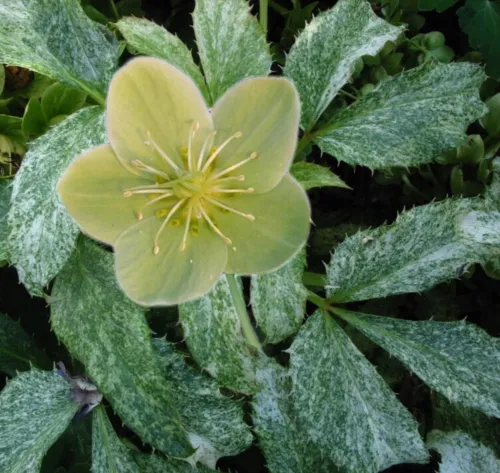 Helleborus Argutifolius Pacific Frost Corsican Hellebore 10 Seeds Fresh Seeds - $25.90