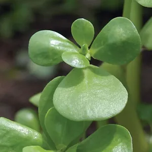 Goldberg Golden Purslane Seeds Tasty Herb Usa 500+ Seeds Fresh Garden - £6.35 GBP