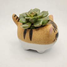 Graptoveria Olivia Succulent in Cat Planter - 2.5" Kitty Kitten Ceramic Pot image 4
