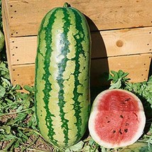 Garrisonian Watermelon  10 Seeds  Garden Beautiful USA SELLER - $8.48