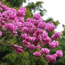Tabebuia avellanedae Seeds- Pink Flowering tree seeds for sale -pack of ... - £11.98 GBP