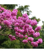 Tabebuia avellanedae Seeds- Pink Flowering tree seeds for sale -pack of ... - £11.76 GBP