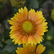 2.5&quot; pot sun gaillardia ARIZONA APRICOT blanket flower - 1 Live Potted Plant - £36.97 GBP