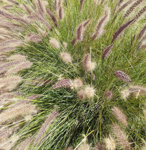 Hameln Dwarf Fountain Grass Compact Easy-Care Ornamental Grass - £29.38 GBP