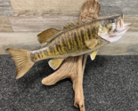 Largemouth Bass Driftwood Mount Game Fish Beautiful 18&quot; - $212.84