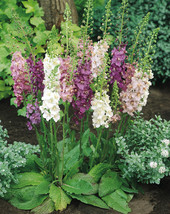 50 Verbascum Phoenicium Seeds Bombardier Mix Flower Deer Resistant Perinnial - £13.42 GBP