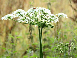 150 Seeds Anise Herb Plant Quick Heirloom Seeds For Charm - $8.35