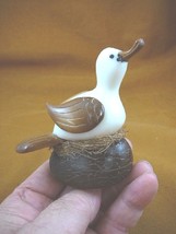 (TNE-BIR-DU-648A) Duck on nest duckling TAGUA NUT palm figurine carving ... - £22.41 GBP