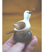 (TNE-BIR-DU-648A) Duck on nest duckling TAGUA NUT palm figurine carving ... - £22.08 GBP