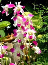 100 Seeds Phalaenopsis Orchid Flower T19 Garden USA Shipping - $8.49