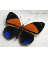Asterope Markii Dotted Glory Real Butterfly Framed Entomology Shadowbox ... - $83.08 CAD