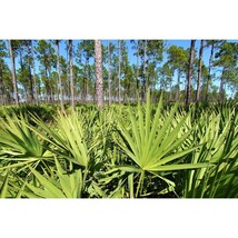 Pure Herbs: Saw Palmetto - 1 oz. (Natural Herbal Extracts) image 3