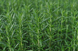 Arp Rosemary Herb Plant - Live Plant - 4&quot; Pot - $33.99