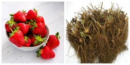 USA Seller 5 Strawberry Plants Eversweet Everbearing Strawberry Plants - $24.99