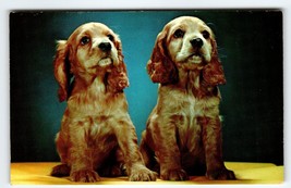 Cocker Spaniel Puppy Dogs Sit Postcard Chrome Curt Teich Vintage Cute Unposted - $8.10