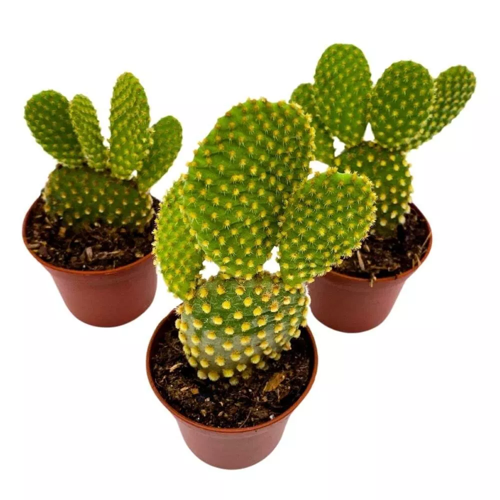Yellow Bunny Ears Cactus 2 in Set of 3 Opuntia microdasys Angel&#39;s Wings Tin - £45.99 GBP