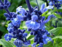 Sale 50 Seeds Oxford Blue Sage Salvia Viridis Clary Painted Horminum Sage Herb F - £7.79 GBP