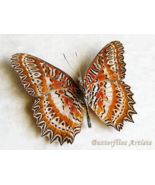 Cethosia Biblis Red Lacewing Real Butterfly Framed Entomology Shadowbox - $74.63 CAD