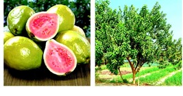 Lemon Apple Pink Guava Tree Fruit 40 Seeds ‘Ruby Supreeme’ Plant Psidium guajava - £17.72 GBP