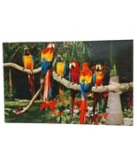 Postcard Parrots And Poinsettias Birds And Flowers Chrome Unposted - $6.74 CAD