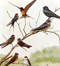 Swallows And Purple Martin 1936 Bird Lithograph Color Plate Print DWU12C - $24.99