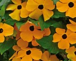 Black Eyed Susan Vine Seeds 50 Annual Flower Orange Yellow Garden Fast S... - $8.99