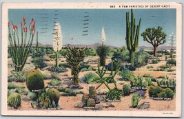 Vintage Postcard 1935 Desert Cacti Ocotillo Yucca Joshua Tree Beverly Hills CA - £11.36 GBP