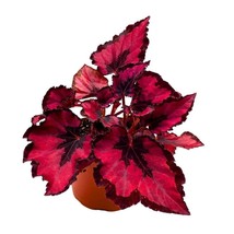 Harmony&#39;s Red Robin Begonia Rex in a 6 inch Metallic Red Black Holographic - $32.51