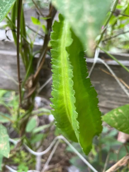 15 Urizun Asian Japanese Winged Bean Seeds Fresh Garden - £8.97 GBP