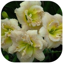 NAGASAKI - Daylily 2 Plants Fragrant Reblooming Perennial Flower - $65.99