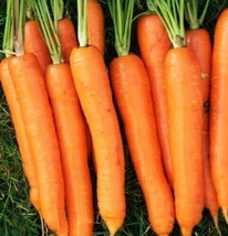 Imperator 58 Carrot Seeds Orange Danvers Root Vegetable Seed Fresh Seeds - £6.72 GBP