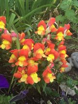 300 seeds Snapdragon Orange and Yellow Dwarf From US - £7.96 GBP