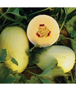 SML Crenshaw Melon Seeds 20 Seeds Non-Gmo Seed Store 1054 Fast Shipping - €8,56 EUR