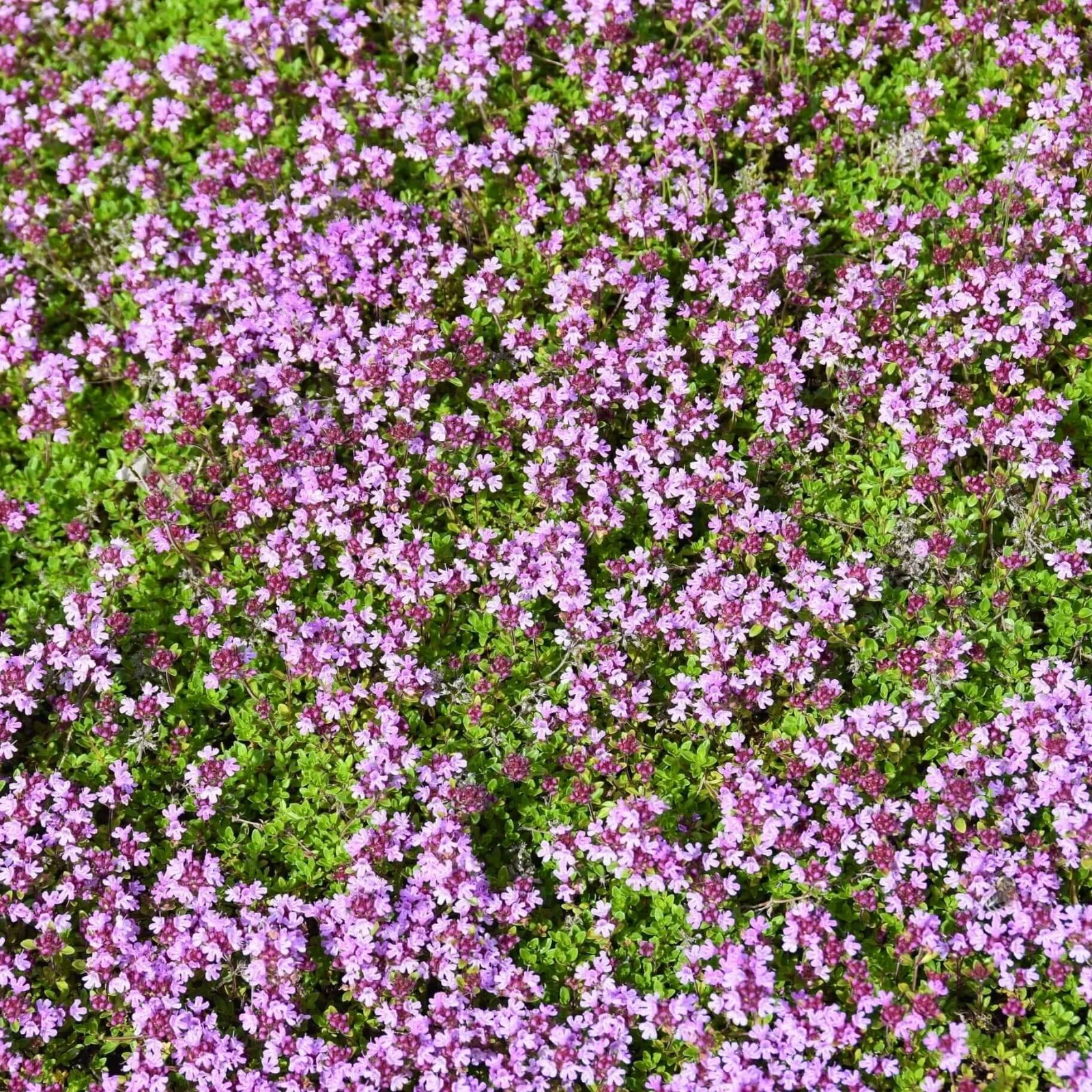 Creeping Thyme Seeds (Thymus serpyllum) , Ground Cover by  - $4.58