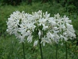 FG 25 Seeds Agapanthus White Lily Of The Nile Flower Seeds / Perennial - $14.40