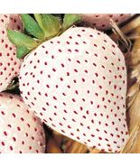 White Wonder Strawberry Seeds Spring Perennial 150 Seeds - £2.26 GBP