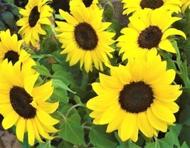 Thjar Lemon Queen Sunflower Seeds 50+ Seeds NON-GMO Buy 4 Get Free Shipping - £4.01 GBP