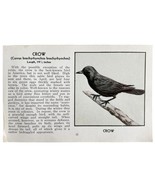 American Crow Bird Print 1931 Blue Book Birds Of America Antique Art PCB... - $474.98 MXN