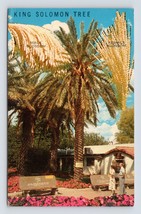 King Solomon Albero Data Palma Coachella Valley California Ca Cromo Postcard E16 - £3.20 GBP