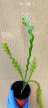 Epiphyllum Anguliger, Ric Rac Cactus, Zig Zag Cactus, 4-5 inch, ships ba... - $355.97 MXN