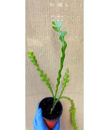 Epiphyllum Anguliger, Ric Rac Cactus, Zig Zag Cactus, 4-5 inch, ships ba... - $352.04 MXN