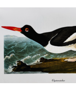 1979 Oystercatcher Color Plate Print Audubon Birds Of America Vintage Ar... - $29.99