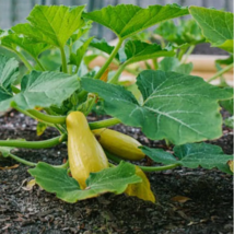 HT 15 Seeds Prolific Straightneck Summer Squash Seeds, Nongmo Planting S... - $11.05 CAD