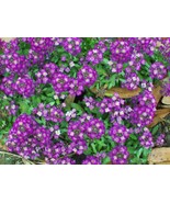 SDC 100 Easter Bonnet Alyssum Lobularia Maritima Easy Grow - $15.20