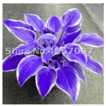 SEEDS 200 PCS Hosta Plants Perennials Plantain Flower Bonsai BLUE - £7.05 GBP