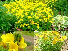 501+COMMON Evening Primrose Flower Annual Wildflower Seeds Garden Container Easy - £10.18 GBP