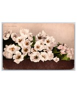 Pear Flower Blossoms on Branch DB Postcard Z5 - €2,48 EUR