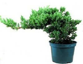 4&quot; pot Juniper Procumbens nana Japanese Live Bonsai Starter Tree Plant  - £45.80 GBP