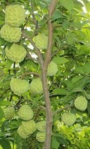 10 Seeds Organic Sugar Apple Annona Squamosa Tropical Fruit Plant Gardening USA  - £12.55 GBP